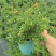 石榴花带花带果发货室内室外常备绿植开花结果盆栽易养护
