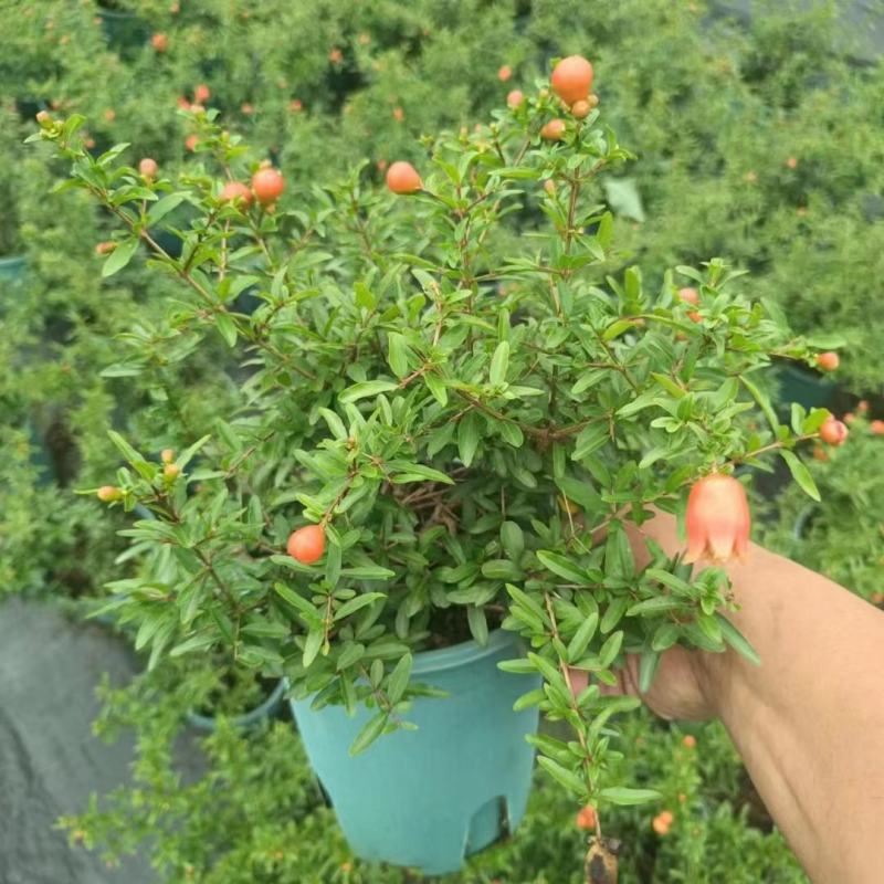 石榴花带花带果发货室内室外常备绿植开花结果盆栽易养护