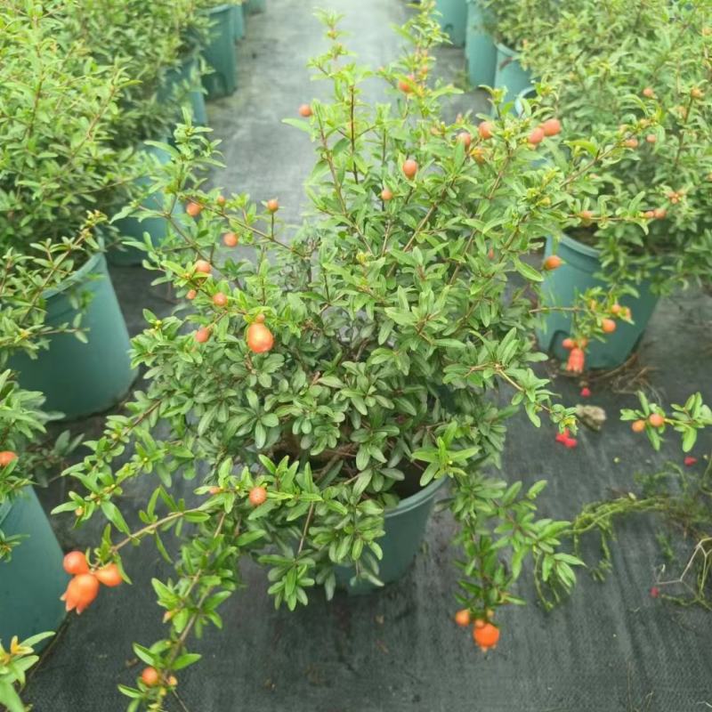 石榴花带花带果发货室内室外常备绿植开花结果盆栽易养护