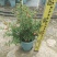 石榴花带花带果发货室内室外常备绿植开花结果盆栽易养护