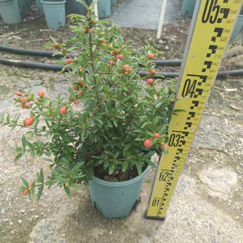 石榴花带花带果发货室内室外常备绿植开花结果盆栽易养护