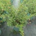石榴花带花带果发货室内室外常备绿植开花结果盆栽易养护