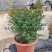 石榴花带花带果发货室内室外常备绿植开花结果盆栽易养护