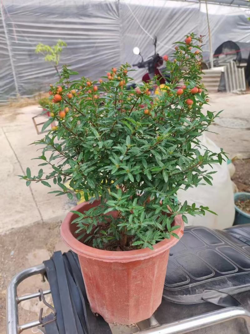 石榴花带花带果发货室内室外常备绿植开花结果盆栽易养护