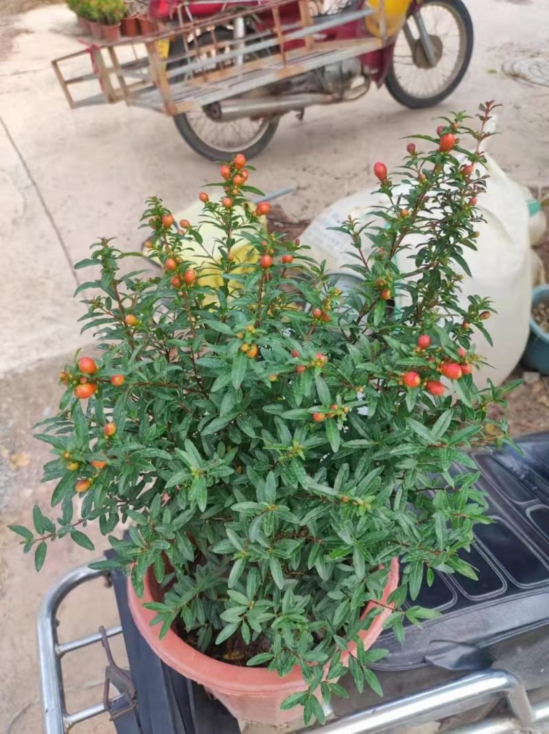 石榴花带花带果发货室内室外常备绿植开花结果盆栽易养护