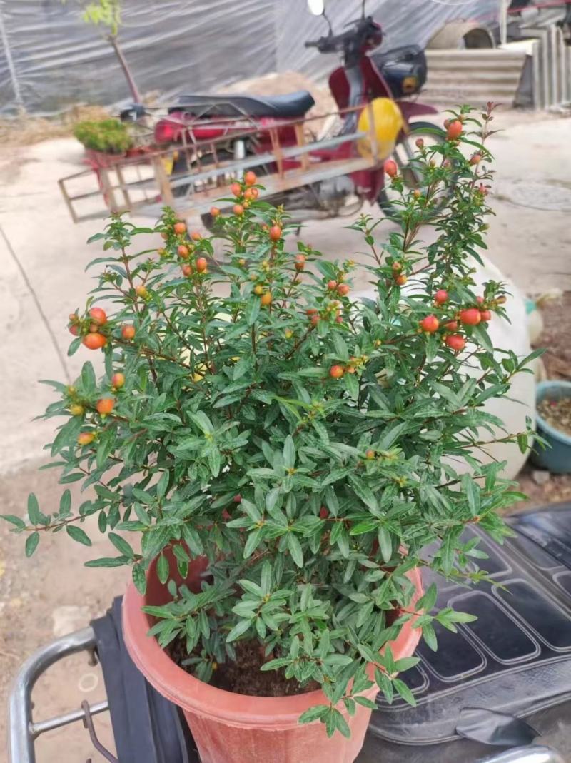 石榴花带花带果发货室内室外常备绿植开花结果盆栽易养护