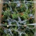 石榴花带花带果发货室内室外常备绿植开花结果盆栽易养护