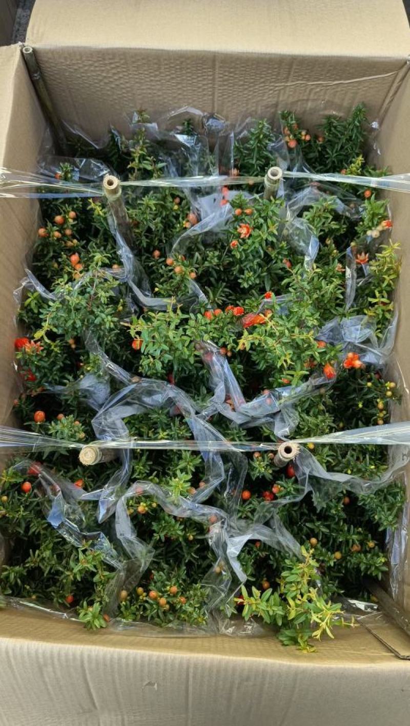 石榴花带花带果发货室内室外常备绿植开花结果盆栽易养护