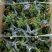 石榴花带花带果发货室内室外常备绿植开花结果盆栽易养护