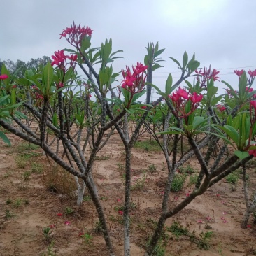 鸡蛋花.供应枝条.中苗等等