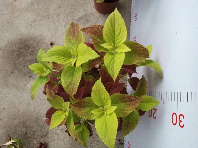 彩叶草盆栽颜色丰富多彩园艺花镜景观常备绿植盆栽易养护