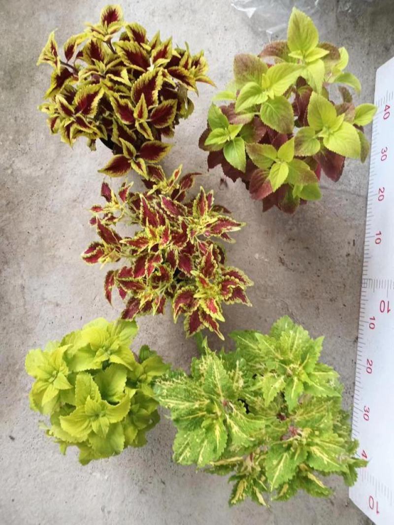 彩叶草盆栽颜色丰富多彩园艺花镜景观常备绿植盆栽易养护