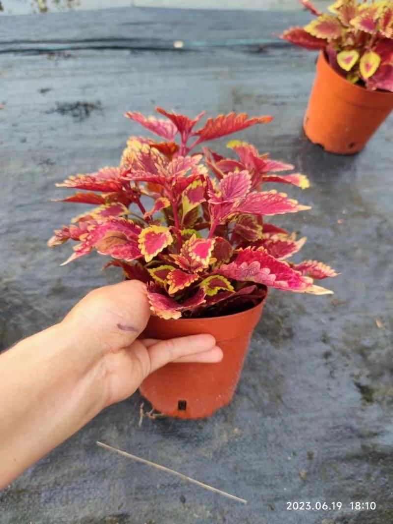 彩叶草盆栽颜色丰富多彩园艺花镜景观常备绿植盆栽易养护
