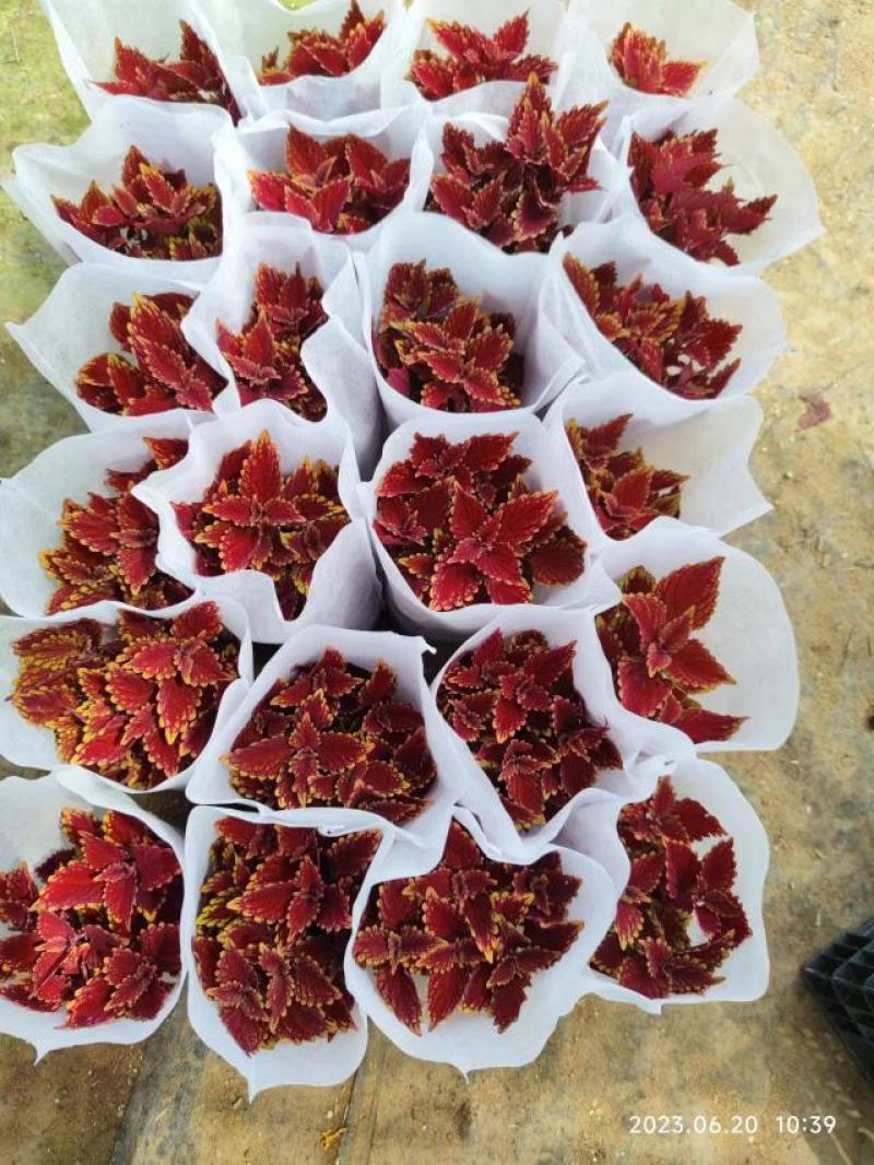 彩叶草盆栽颜色丰富多彩园艺花镜景观常备绿植盆栽易养护