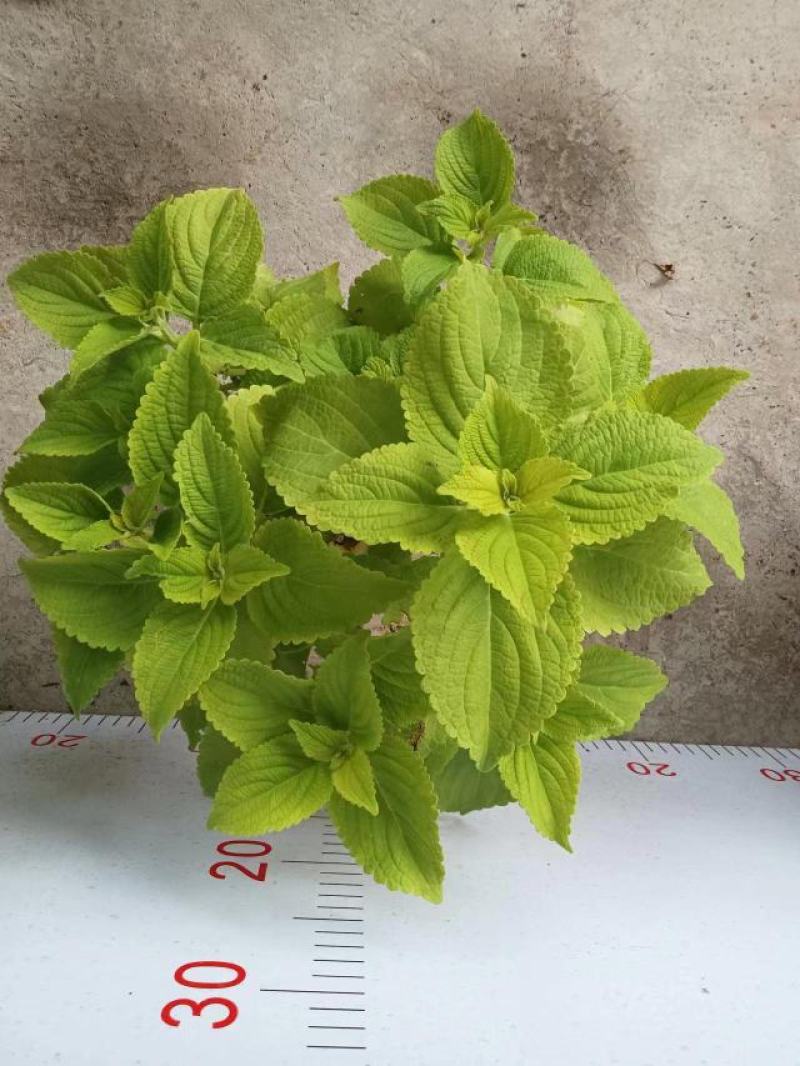 彩叶草盆栽颜色丰富多彩园艺花镜景观常备绿植盆栽易养护