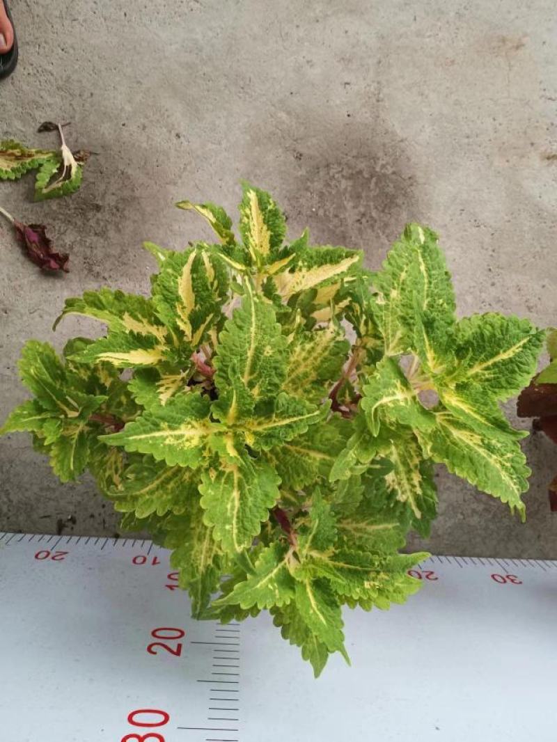 彩叶草盆栽颜色丰富多彩园艺花镜景观常备绿植盆栽易养护