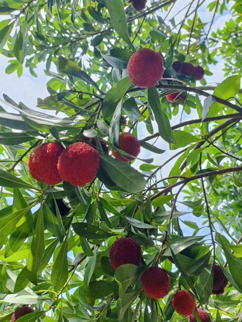仙居东魁杨梅大量有货价格美丽可符合各种包装