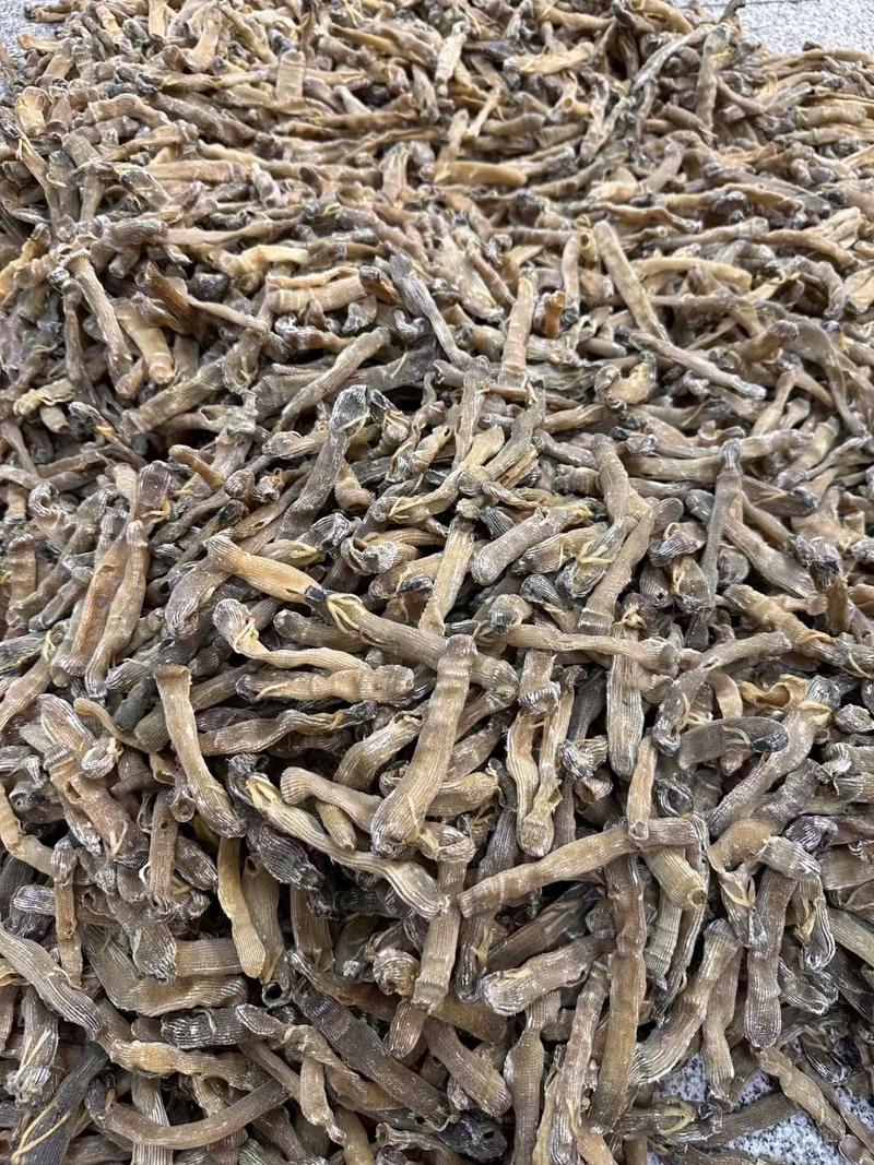 印尼沙虫干，纯淡干货，足干轻身，自然沙虫味道，产地直供。