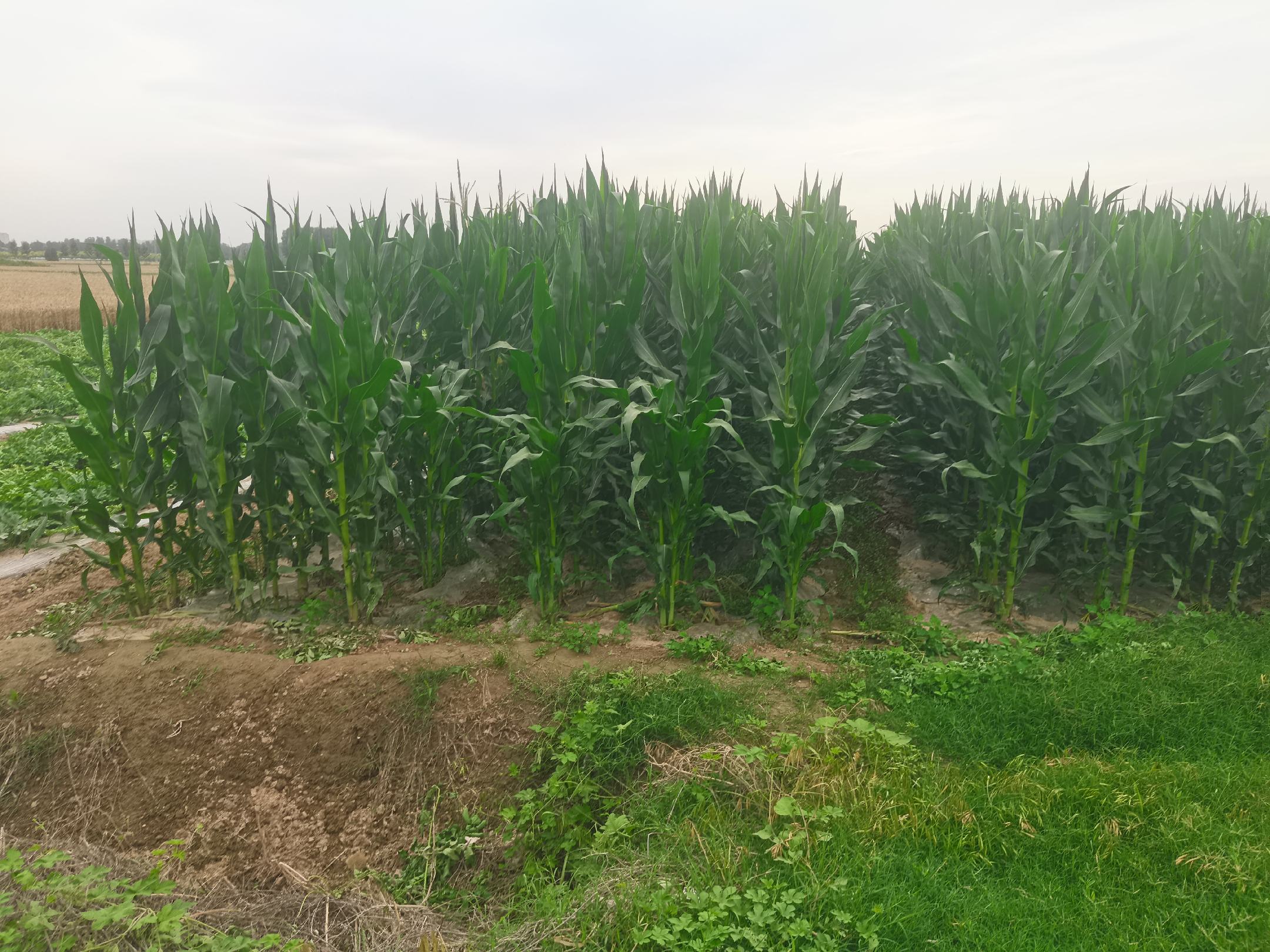 万全县糯玉米种植基地航拍图