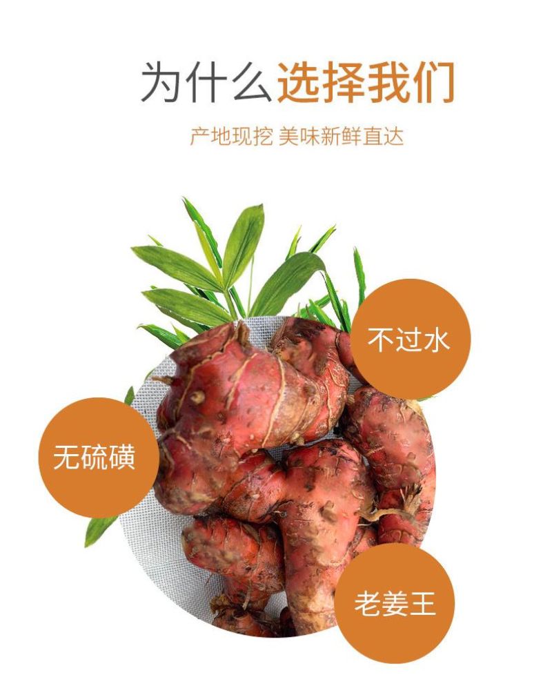 红皮南姜潮汕新鲜老南姜支持一斤全国包邮发货