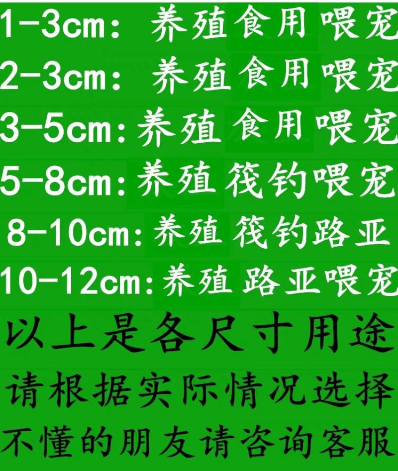 台湾小泥鳅苗本地青鳅东北金鳅水花鲜活筏钓养殖淡水乌龟龙鱼