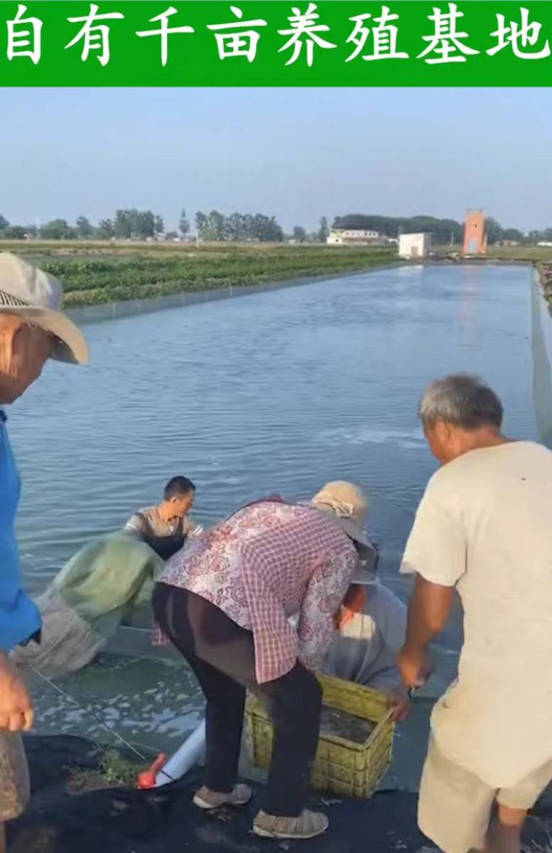 台湾小泥鳅苗本地青鳅东北金鳅水花鲜活筏钓养殖淡水乌龟龙鱼