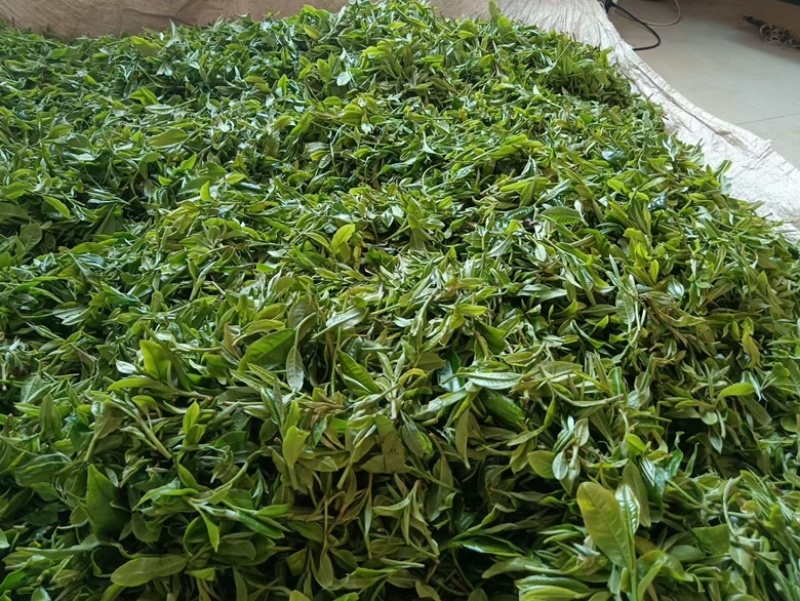 高山云雾茶