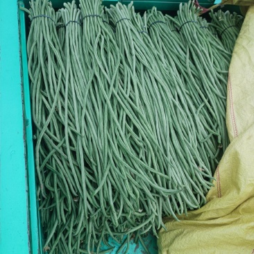 长豆角，精品长豆角大量上市，产地供应商超，加工厂大量采购