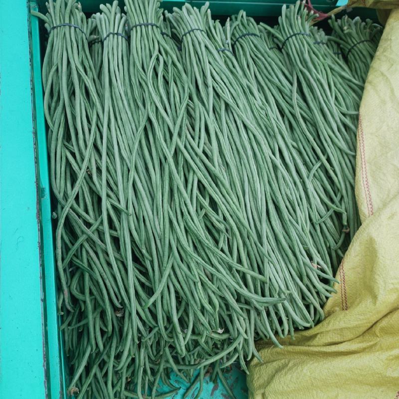 长豆角，精品长豆角大量上市，产地供应商超，加工厂大量采购