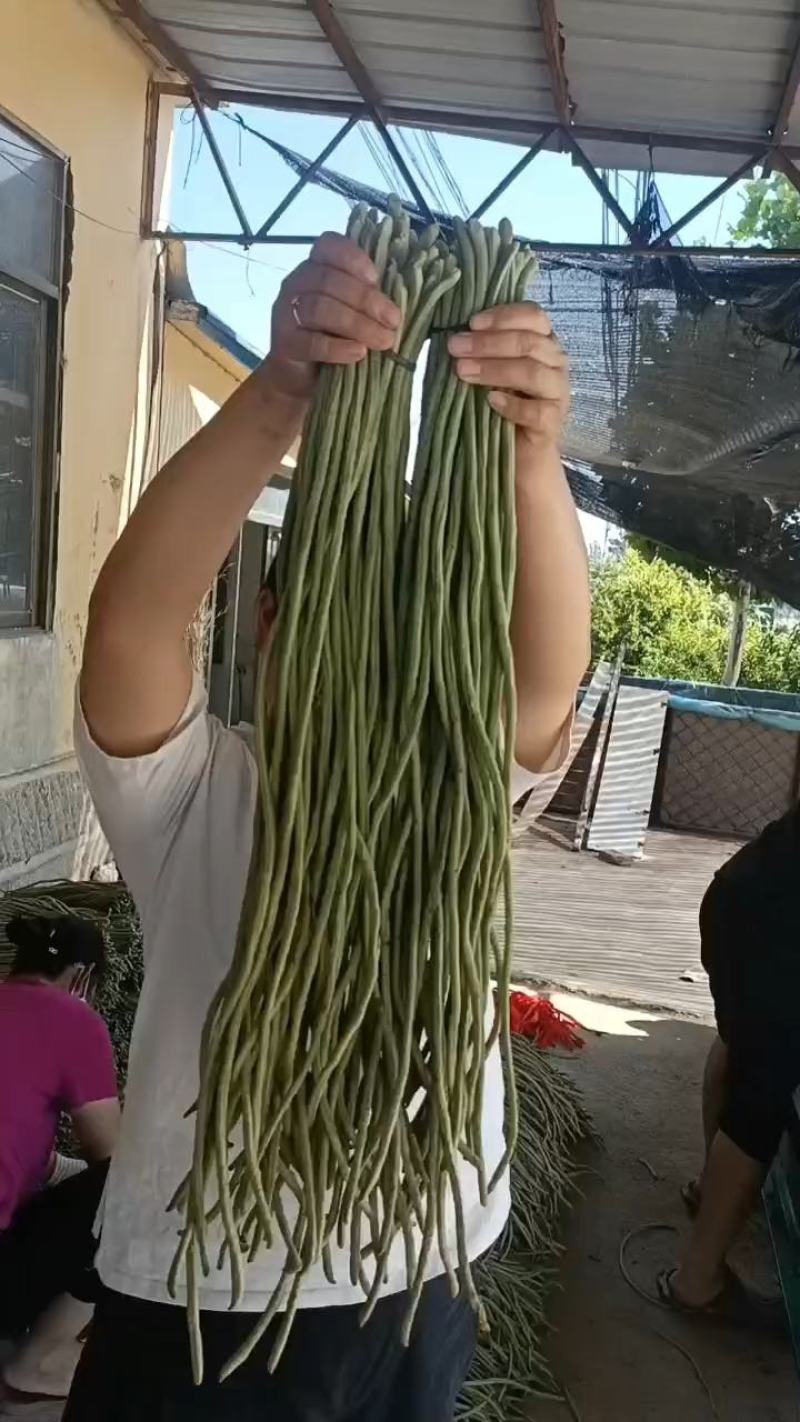 长豆角，精品长豆角大量上市，产地供应商超，加工厂大量采购