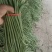长豆角，精品长豆角大量上市，产地供应商超，加工厂大量采购
