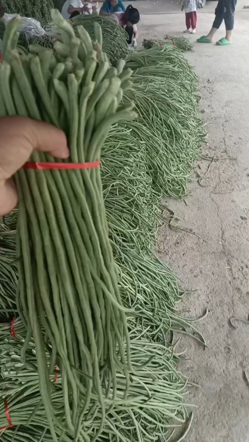 长豆角，精品长豆角大量上市，产地供应商超，加工厂大量采购