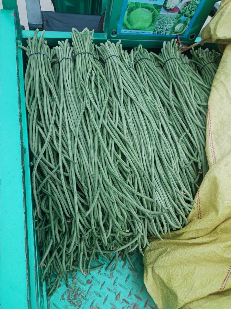 长豆角，精品长豆角大量上市，产地供应商超，加工厂大量采购