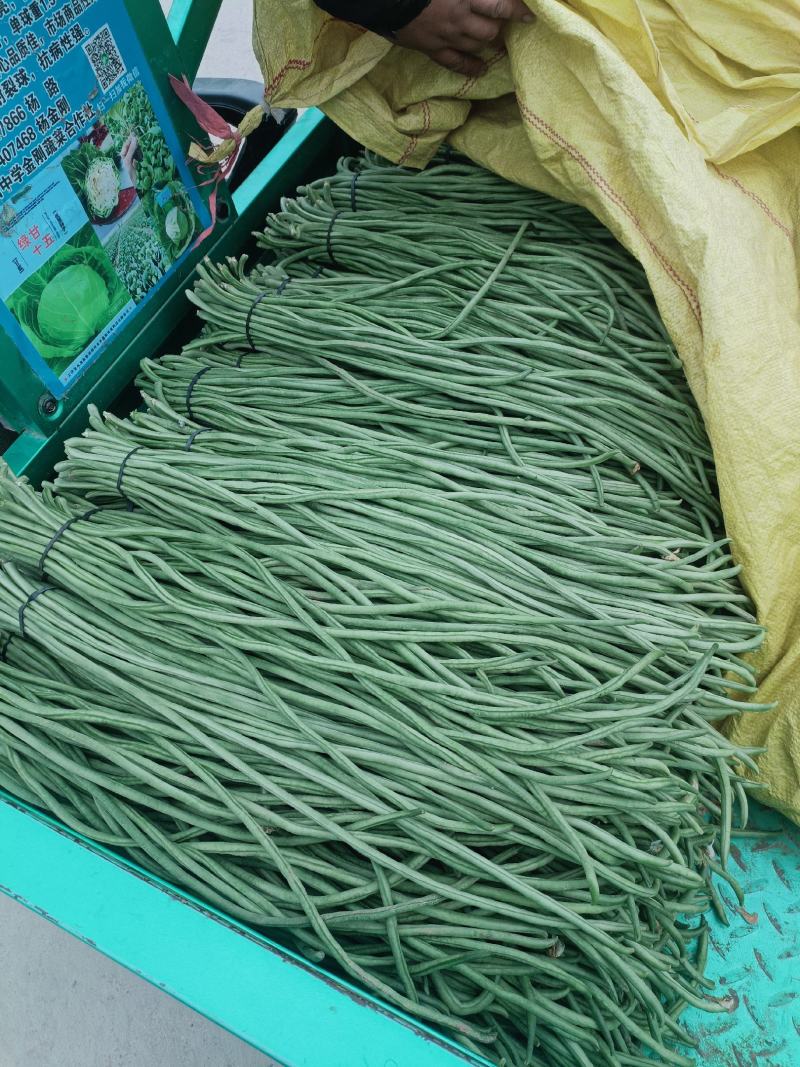 长豆角，精品长豆角大量上市，产地供应商超，加工厂大量采购
