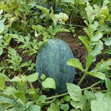 小玉八号黄心西瓜
