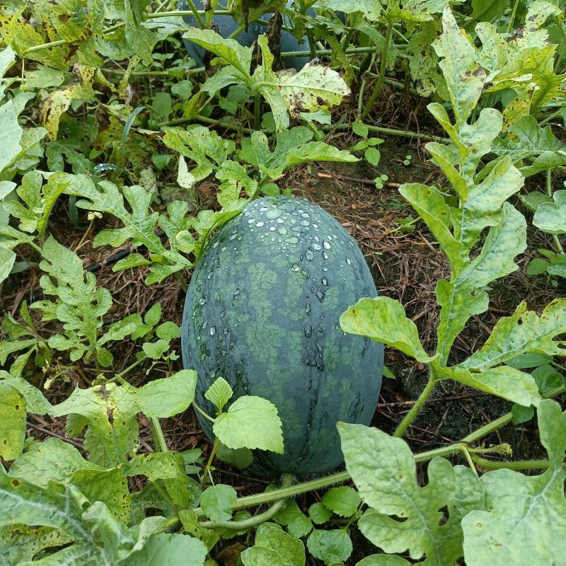 小玉八号黄心西瓜