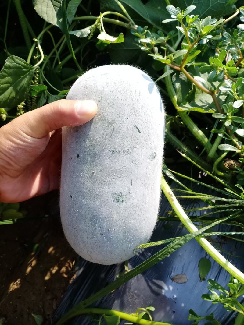 精品水果冬瓜产地直供质量保证可分拣代发全国