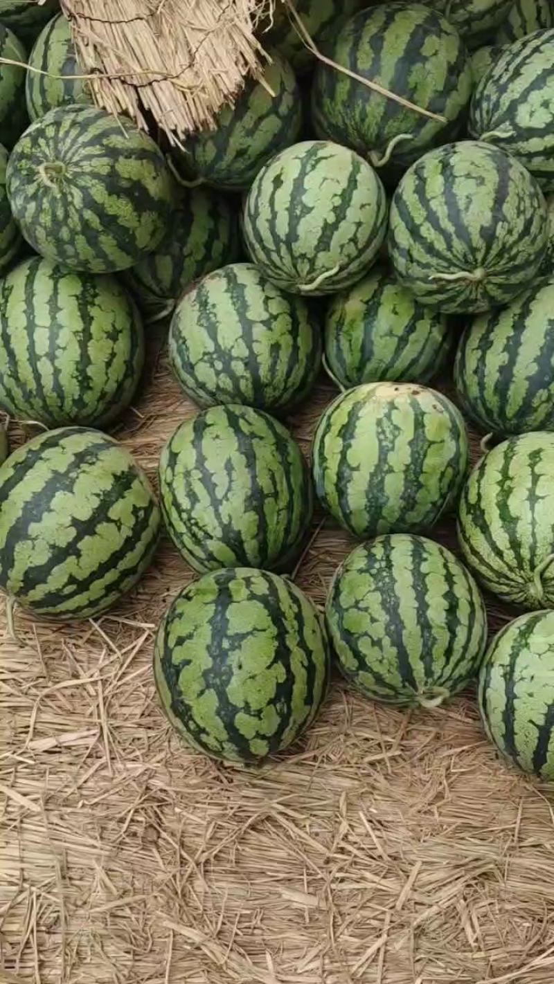 《西瓜》河南美都西瓜无籽西瓜产地直发一手货源，量大电联