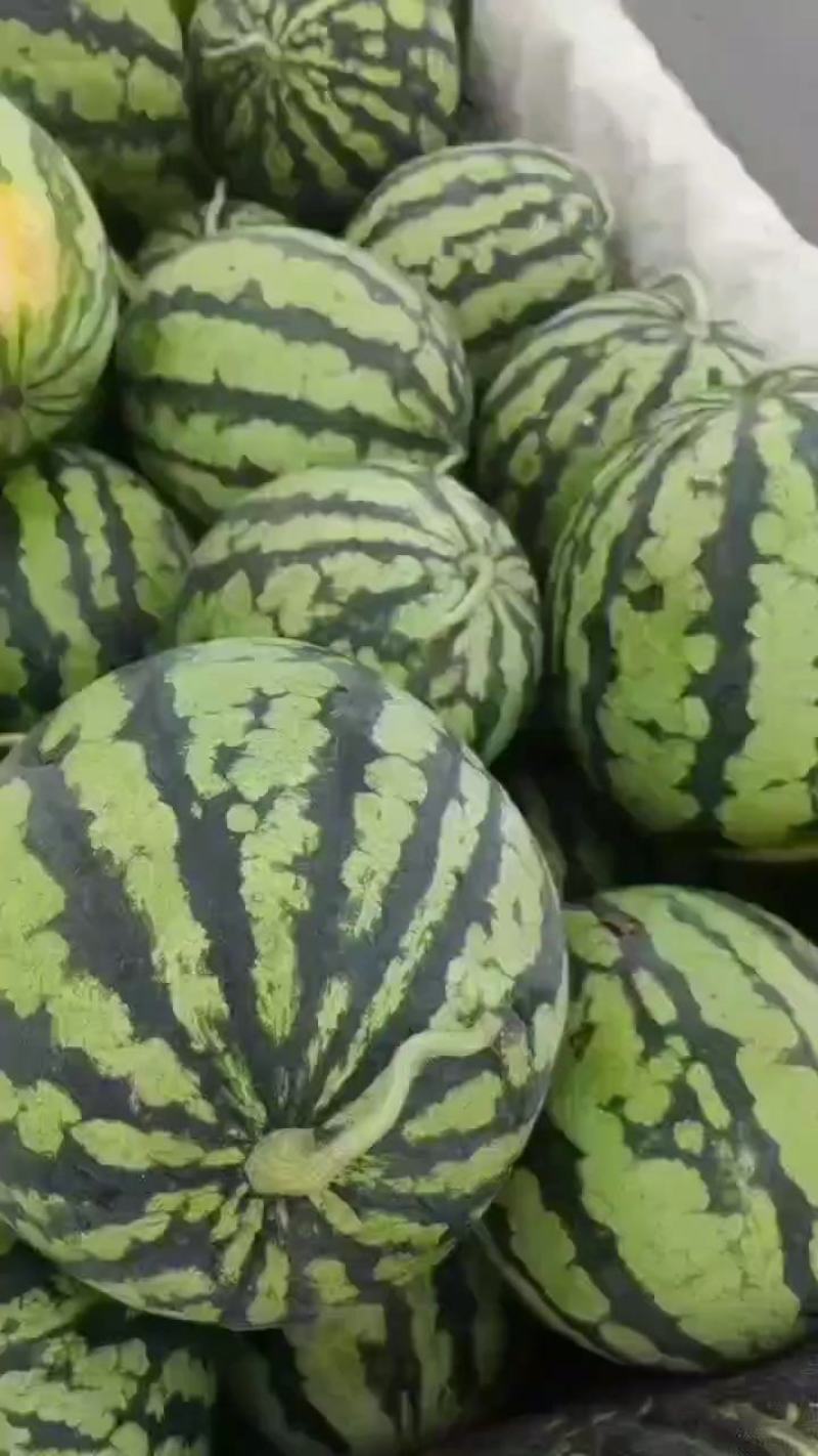 《西瓜》河南美都西瓜无籽西瓜产地直发一手货源，量大电联