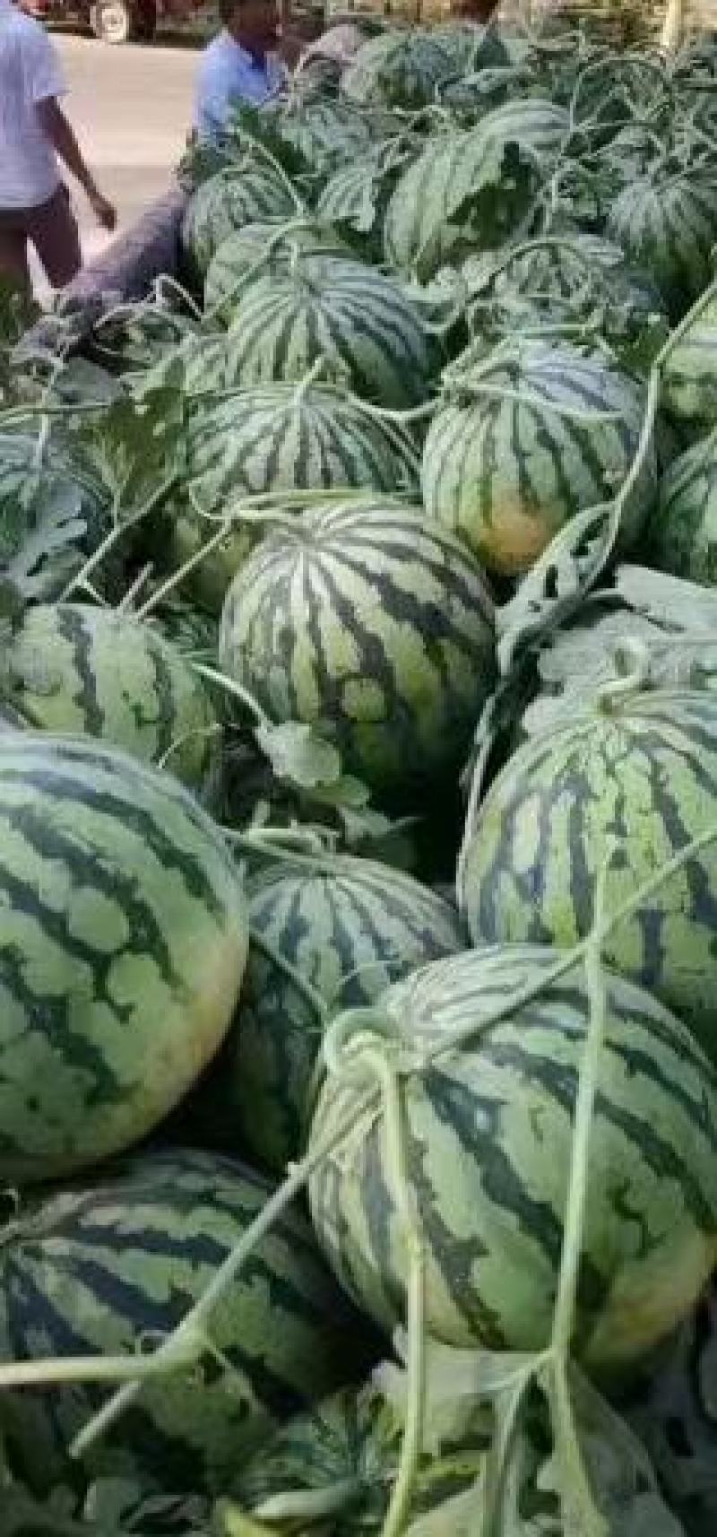 《西瓜》河南美都西瓜无籽西瓜产地直发一手货源，量大电联