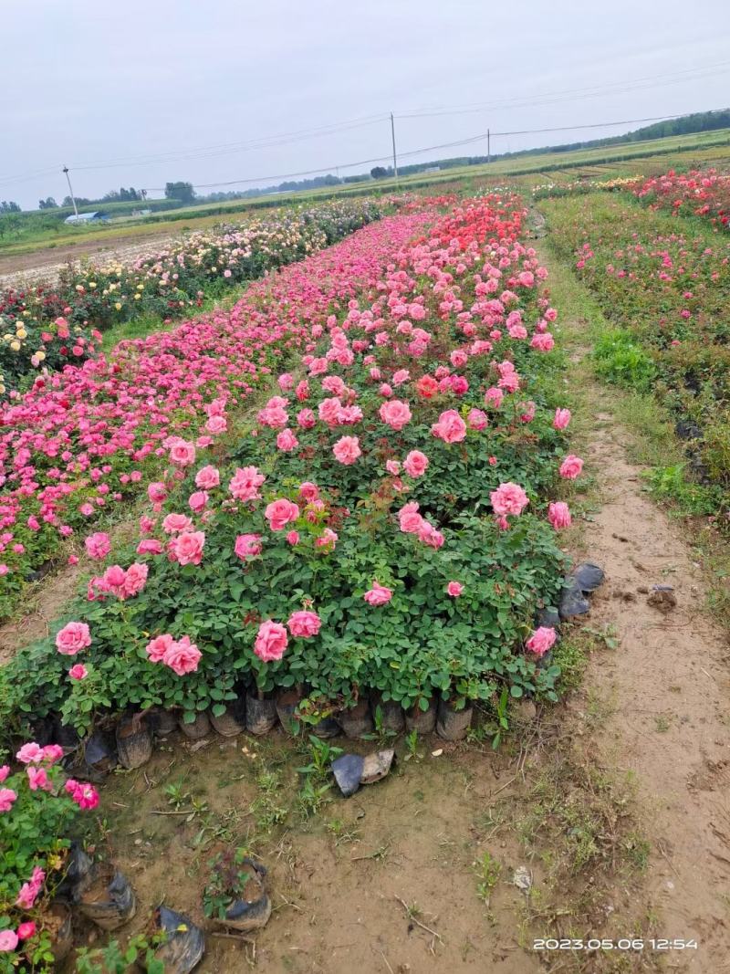 【牛商优选】月季苗木丰花月季杯苗南阳基地量大价低