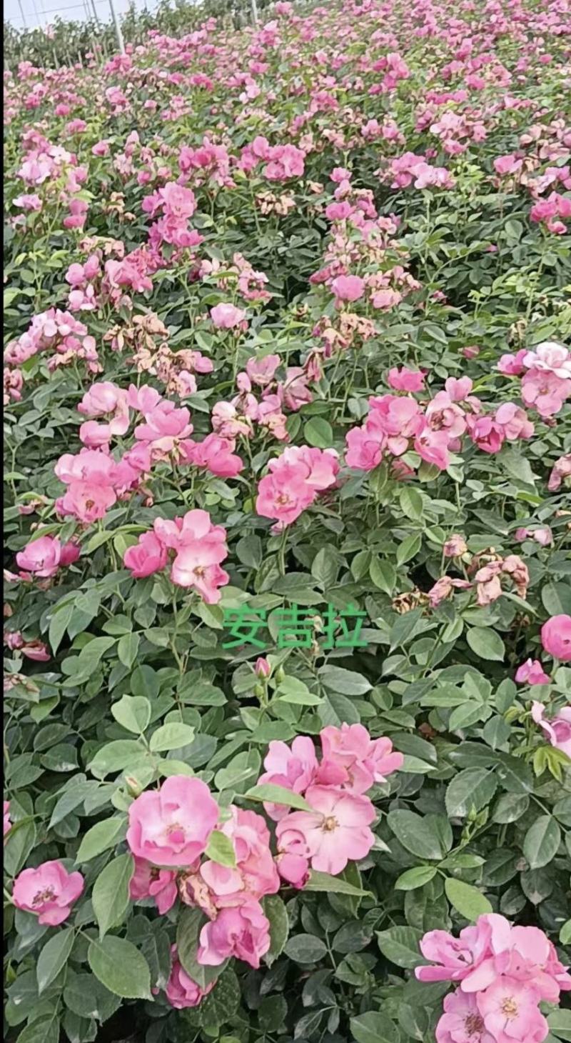 【牛商优选】月季苗木丰花月季杯苗南阳基地量大价低