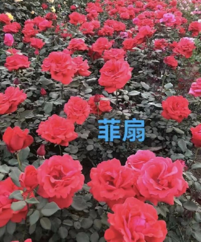 【牛商优选】月季苗木丰花月季杯苗南阳基地量大价低