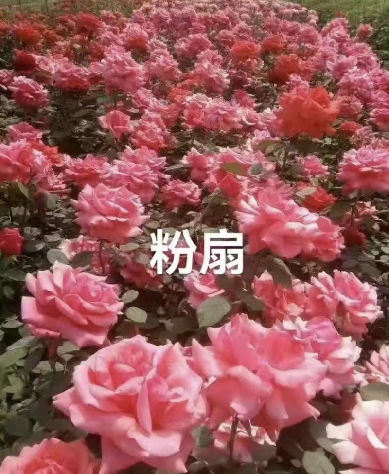 【牛商优选】月季苗木丰花月季杯苗南阳基地量大价低