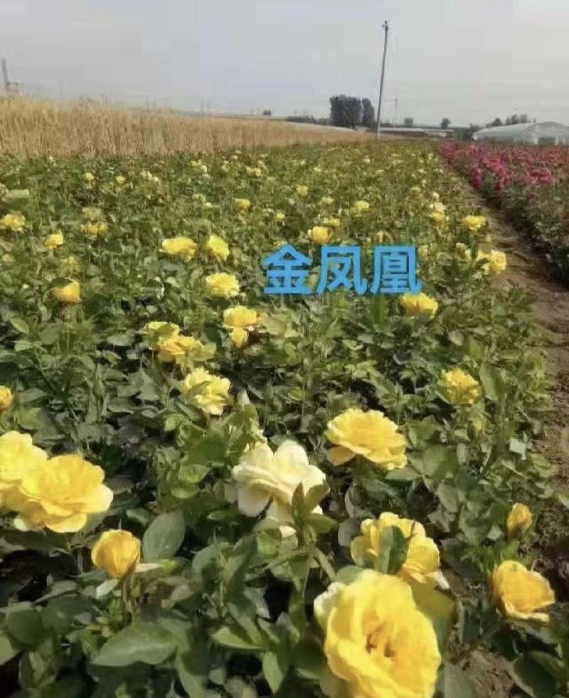 【牛商优选】月季苗木丰花月季杯苗南阳基地量大价低