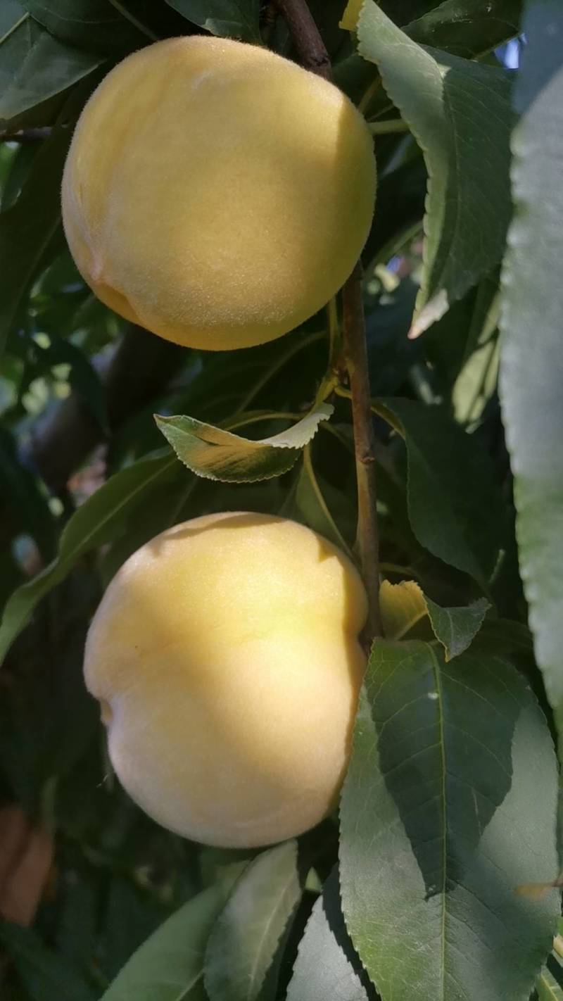 黄金蜜一号