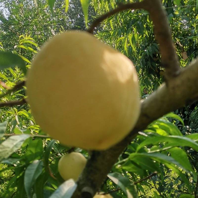 黄金蜜一号