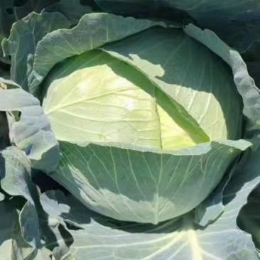 扁包菜234可加工可市场