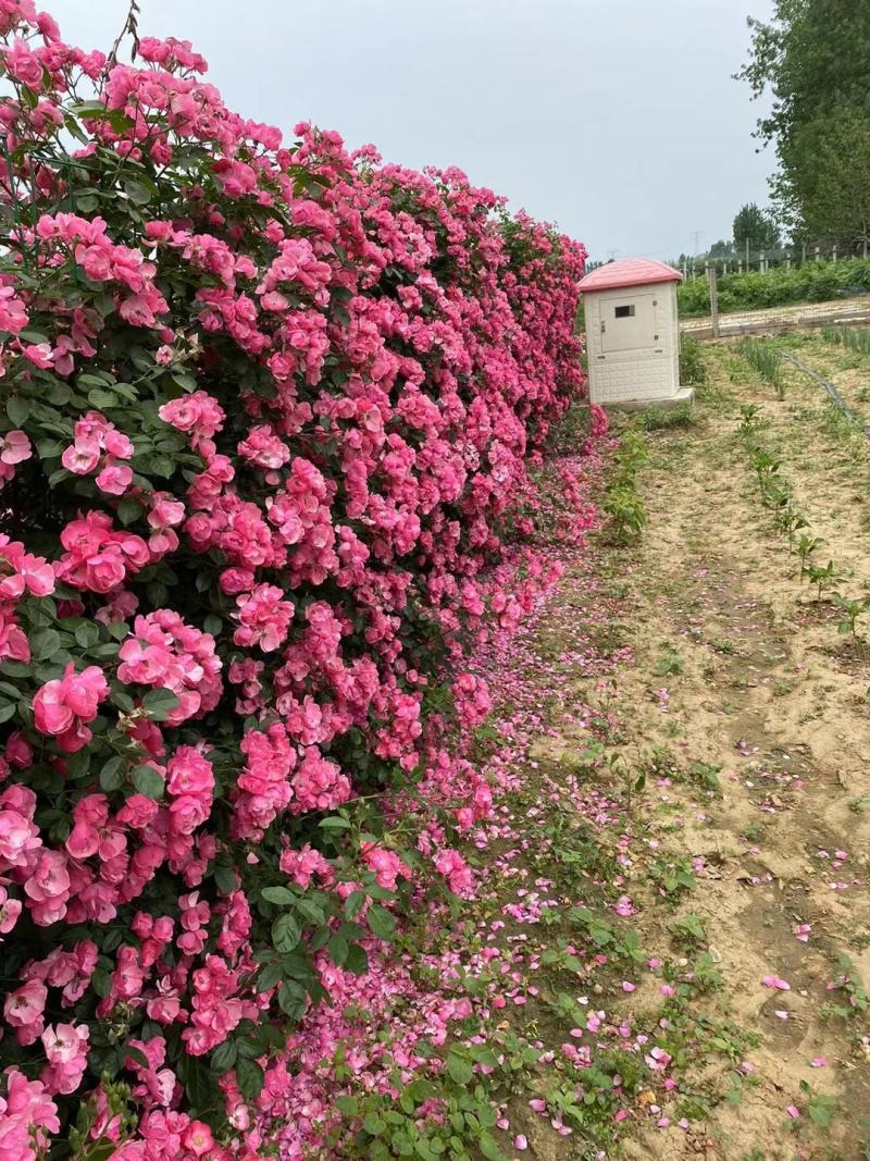 【热卖中】藤本月季花苗南阳基地直发规格齐全一条龙服务