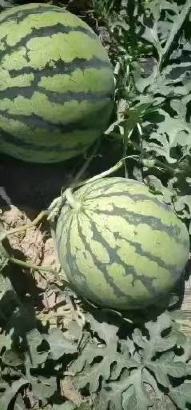 《西瓜》无籽西瓜，美都西瓜量大，头茬瓜质量保证，可视频看货